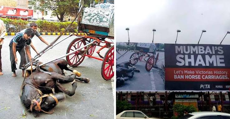 A Look at Mumbai's Iconic Horse Carriage Journey Till its End