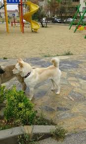 Kopuk Jindo Dog Turkiye Denizli
