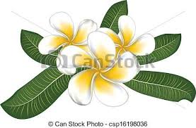 Pin On Plumaria Image References For Art