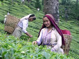 Tea plantation has always been a labour intensive profession. History Of Tea In India Wikipedia
