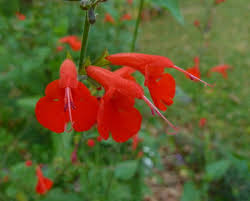 Image result for Salvia coccinea