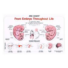 embryo chart 11 x 17 unlaminated