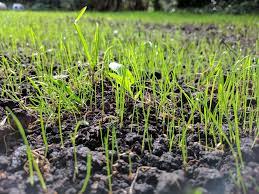 If you have a lawn, and most people do, it looks best when it is a lush green color. Top Tips For Growing Lawn From Seed Jimsmowing Com Au