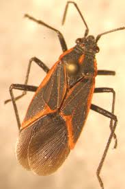 We did not find results for: Similar Species Rutgers Njaes