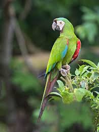 Os termos maracanã, araguaí, araguari, ararinha e aruaí1 se referem a diversas aves psitaciformes, especialmente as dos gêneros propyrrhura, diopsittaca e ara, da família dos psitacídeos. Maracana Significado De Maracana