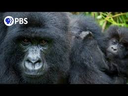 Alpha Gorilla Is Dad Of The Year Youtube In 2020 Dad Of The Year Gorilla Troop Leader