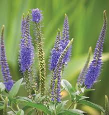It has a low mowing height and is typically sold as an ornamental ground cover. Blue Bouquet Veronica Seeds West Coast Seeds
