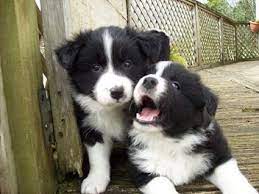 Beautiful Litter Of Border Collie Puppies Nzkc Reg Collie Puppies Border Collie Puppies Border Collie