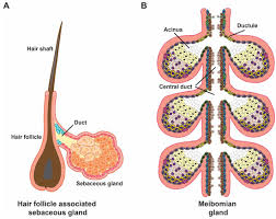 Image result for Sebaceous Gland