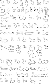 Image result for Heteranthoecia  guineensis