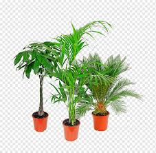Arecaceae Houseplant Flowerpot Aldi Tree Palmen Palm Tree Arecaceae Aldi Png Pngwing