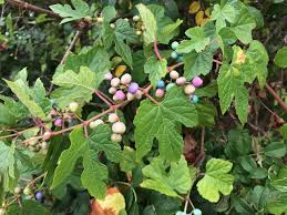 Image result for Ampelocissus multistriata