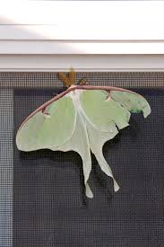 We did not find results for: Large Light Green Butterfly Like Looking At The Luna Moth Brooklyn Doublewide