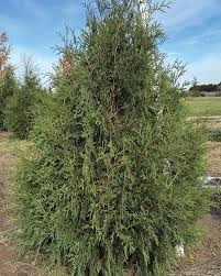 Image result for cuttings thujas