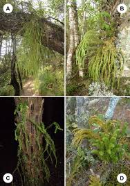 Image result for Huperzia dacrydioides