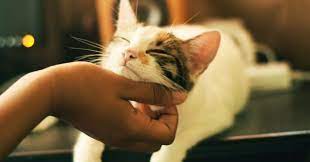 Cat Lover You Re More Likely To Be An Introvert Psychology Today