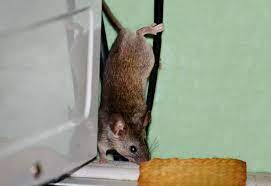 First of all, i will say that sometimes animals do die in the ductwork or vents. Locating And Removing Rodents In Hvac Ductwork Airtime Heating Cooling