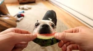 First, seeds could cause an intestinal blockage, so make sure you remove them. A Boston Terrier Dog Who Loves To Eat Watermelon This Is Hugo