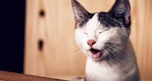 Occasional sneezing is a normal function. Why Is My Cat Sneezing So Much Gallant