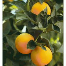 The leaves are reddish when young. Buy Mosambi Indian Sweet Lime Plant Online In India At Plantsguru Com