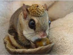 Pin By Alice Cali Cavy On Cute Japanese Dwarf Flying Squirrel Cute Animals Flying Squirrel