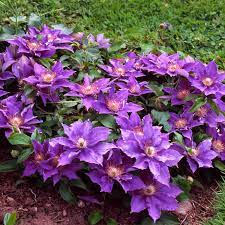 Compact, easy care, bushy habit. Clematis Bijou Buy Clematis Perennials Online