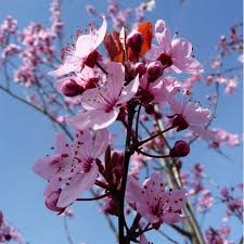 Maybe you would like to learn more about one of these? Prunus Cerasifera Nigra Black Purple Cherry Plum Trees For Sale