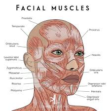 Anatomy Girl (in progress)