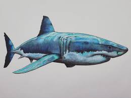 Drawing a great white shark is actually fairly easy. I Drew A Great White Shark With Pencil Fineliner And Copic Markers Drawing