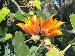 Image result for Chironia elgonensis