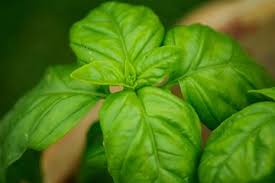 Cara membuat es melon segar. Pantas Dijuluki Ratu Herbal Daun Kemangi Ternyata Bisa Mencegah Penyakit Mematikan Ini Semua Halaman Sajian Sedap