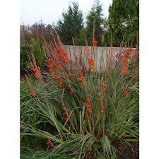 Image result for Gladiolus dalenii