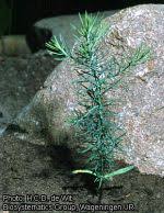 Image result for Juniperus procera