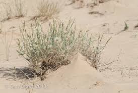 Image result for Centropodia