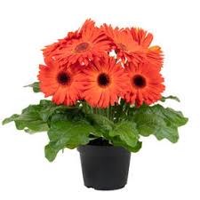 Image result for Gerbera jamesonii