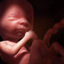 L'échographie des 20 semaines vous permettra de découvrir le sexe du bébé. Developpement Du Foetus 2e Trimestre