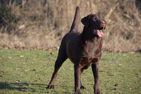 Image result for labrador retrívr