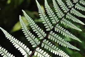 Image result for Pityrogramma argentea