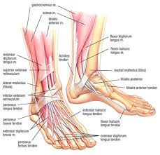 Learn vocabulary, terms and more with flashcards, games and other study tools. Developing Strength Stability In The Foot Ankle And Lower Leg Mountain Peak Fitness