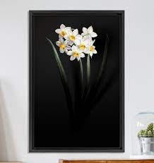 Shadowy Narcissus Flower Narcissus Flower Narcissus Daffodil Bulbs