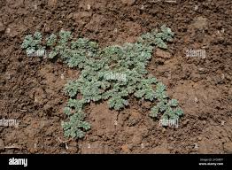 Image result for Coldenia procumbens