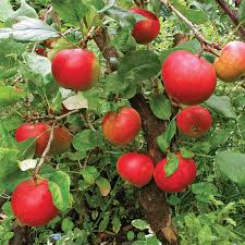 Jun 10, 2021 · updated june 15th, 2021. 7 Easy Fruit Trees To Grow Right In Your Own Backyard Finegardening