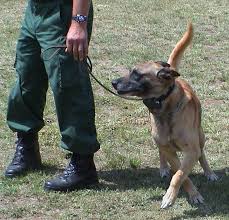 Maybe you would like to learn more about one of these? Shock Collar Wikipedia