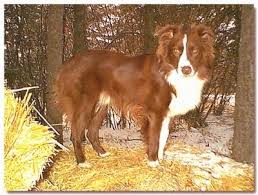 Maybe you would like to learn more about one of these? Australian Shepherd Dog Breed Information And Pictures
