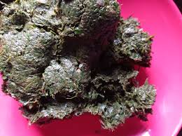 Image result for Gnetum africanum