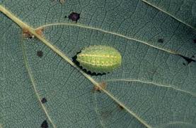 Image result for Apoda limacodes