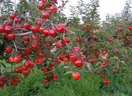 Photos The Beautiful Apple Orchards Of Fall Paisagismo De Pequenos Quintais Paisagismo Joaozinho
