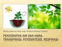 Respirasi adalah reaksi oksidasi senyawa organik untuk menghasilkan energi yang digunakan untuk aktifitas sel dan kehidupan tumbuhan dalam bentuk atp atau. Ppt Penyerapan Air Dan Hara Transpirasi Fotosintesis Respirasi Powerpoint Presentation Id 2407643