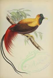 Animal Bird Of Paradise Drawing Birds 08525 Red Bird Of Paradise 3442x5068 Supplies Old Transfer Fabric Beautiful Animal Art Pack 18th Flying Animal Risunki Zhivotnyh Rajskie Pticy Kartiny