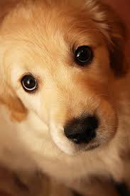 Those Eyes Silversven Flickr Golden Retriever Dogs Golden Retriever Cute Dogs Golden Retriever